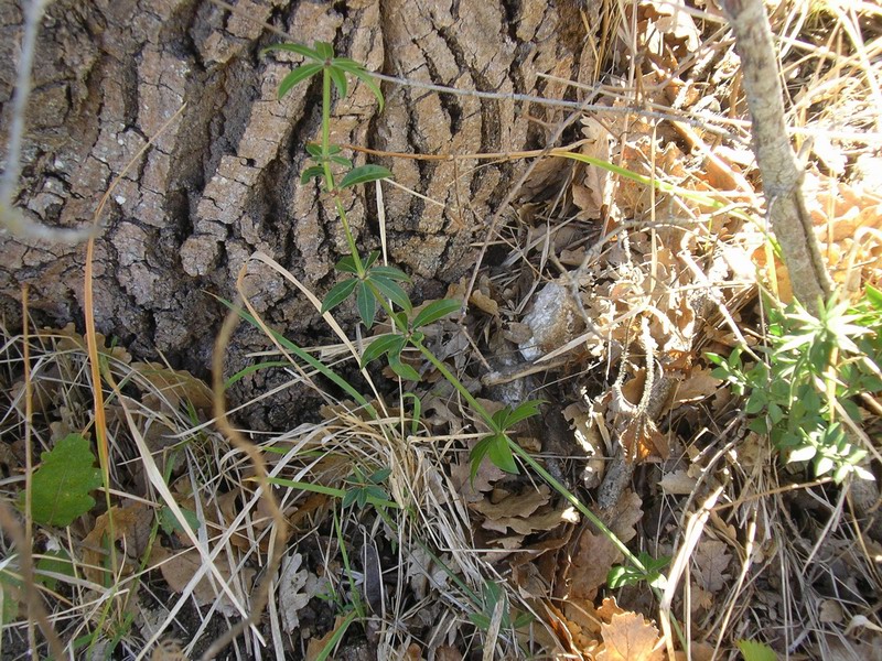 Rubia peregrina / Robbia selvatica